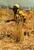 firefighting92.033221.jpg